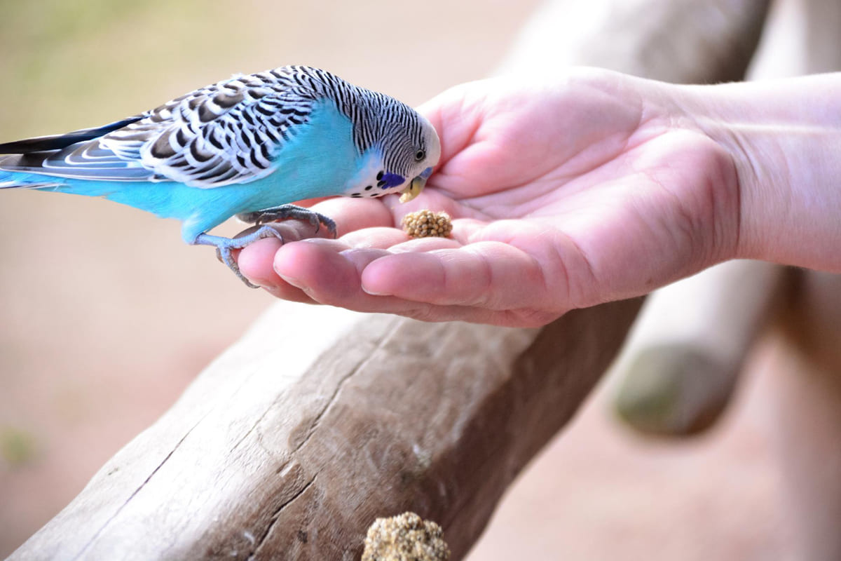 Budgie eating bird food from hand