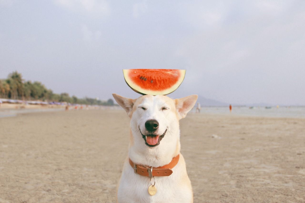 Dog with half a watermelon on its head