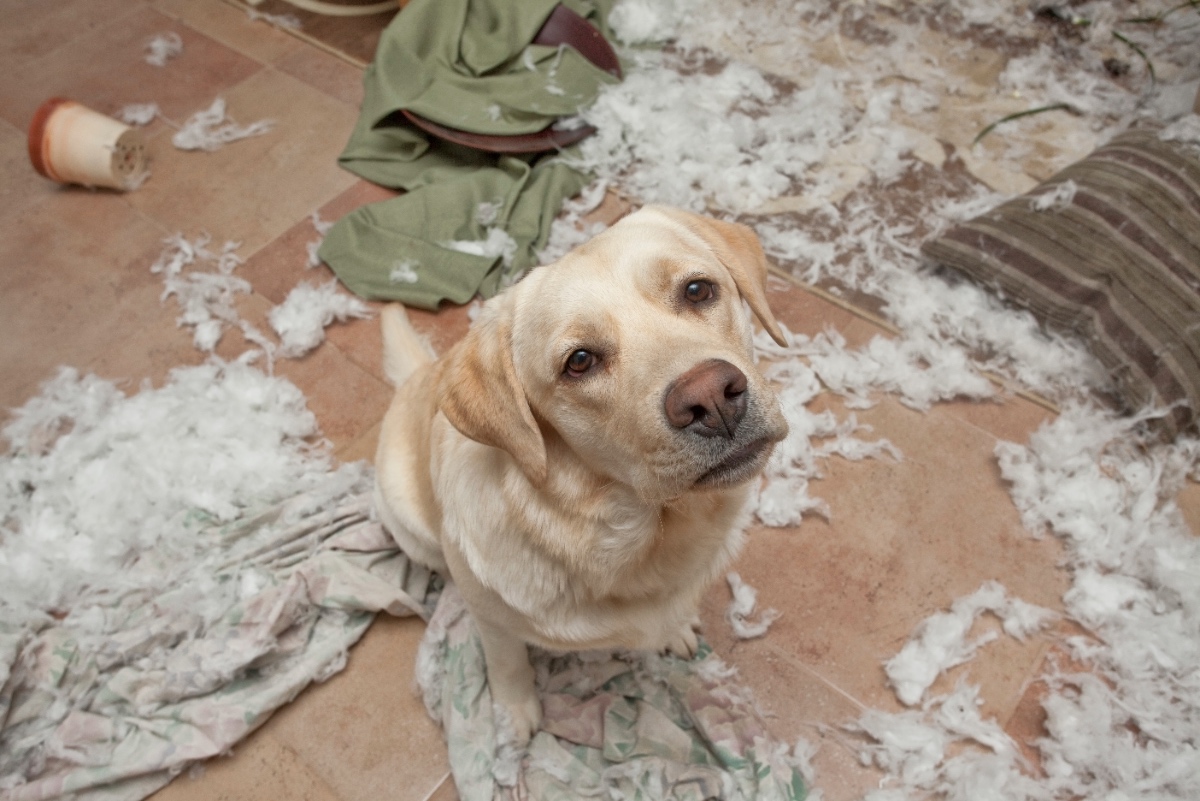 Dog damaging surrounding objects
