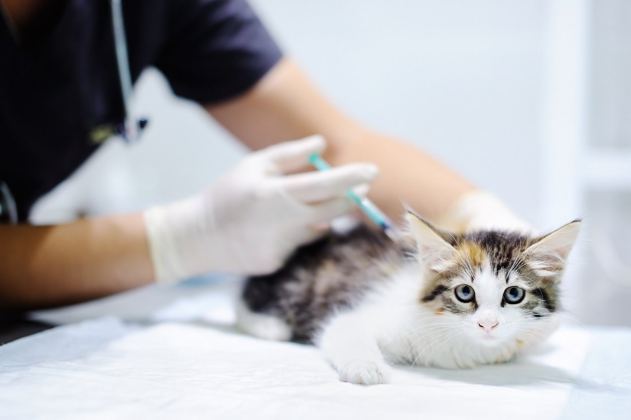 Cat with infection