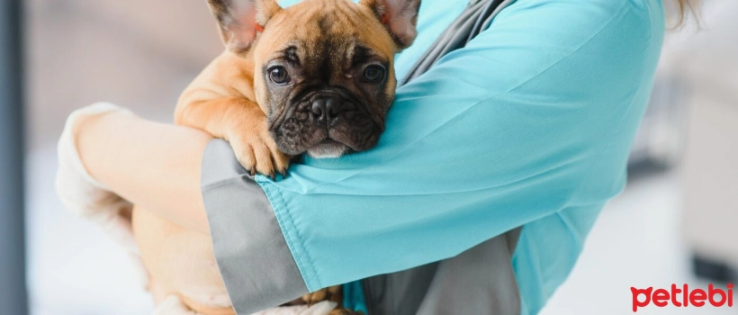 Indigestion in Dogs: Causes and Symptoms?
