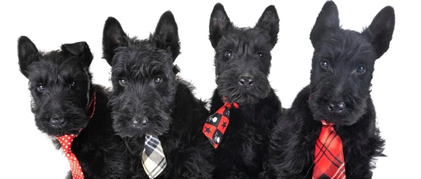 Terrier Dog Breeds: Brave, Adorable, and Apartment-Friendly Breeds