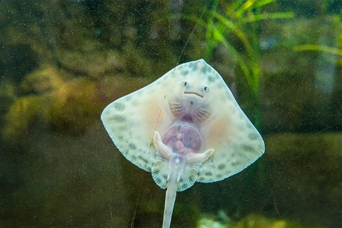baby stingray