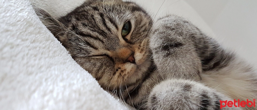Things to Know About Conjunctivitis in Cats