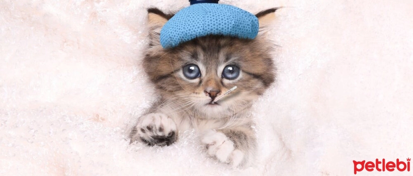 Common Health Problems in Kittens