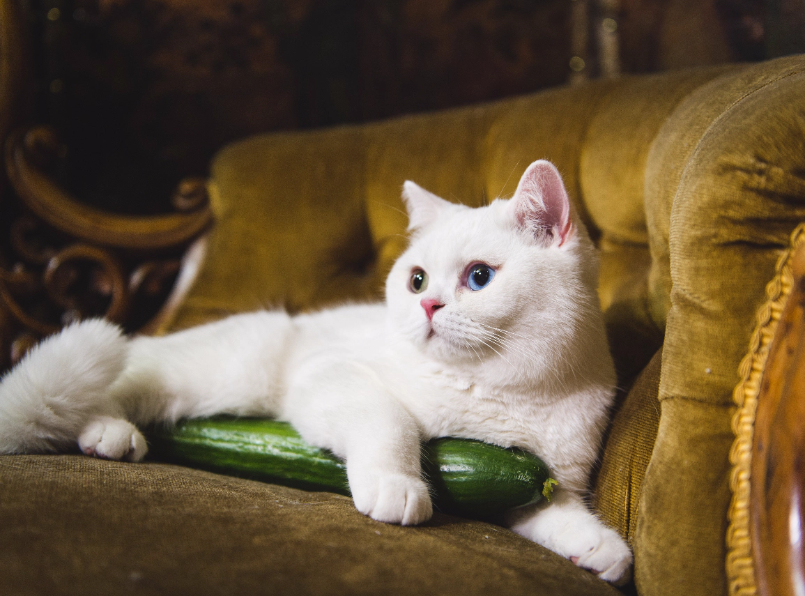 A cat lying with a cucumber