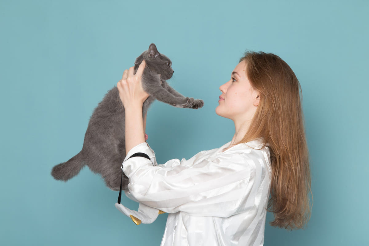 cat examined by a veterinarian