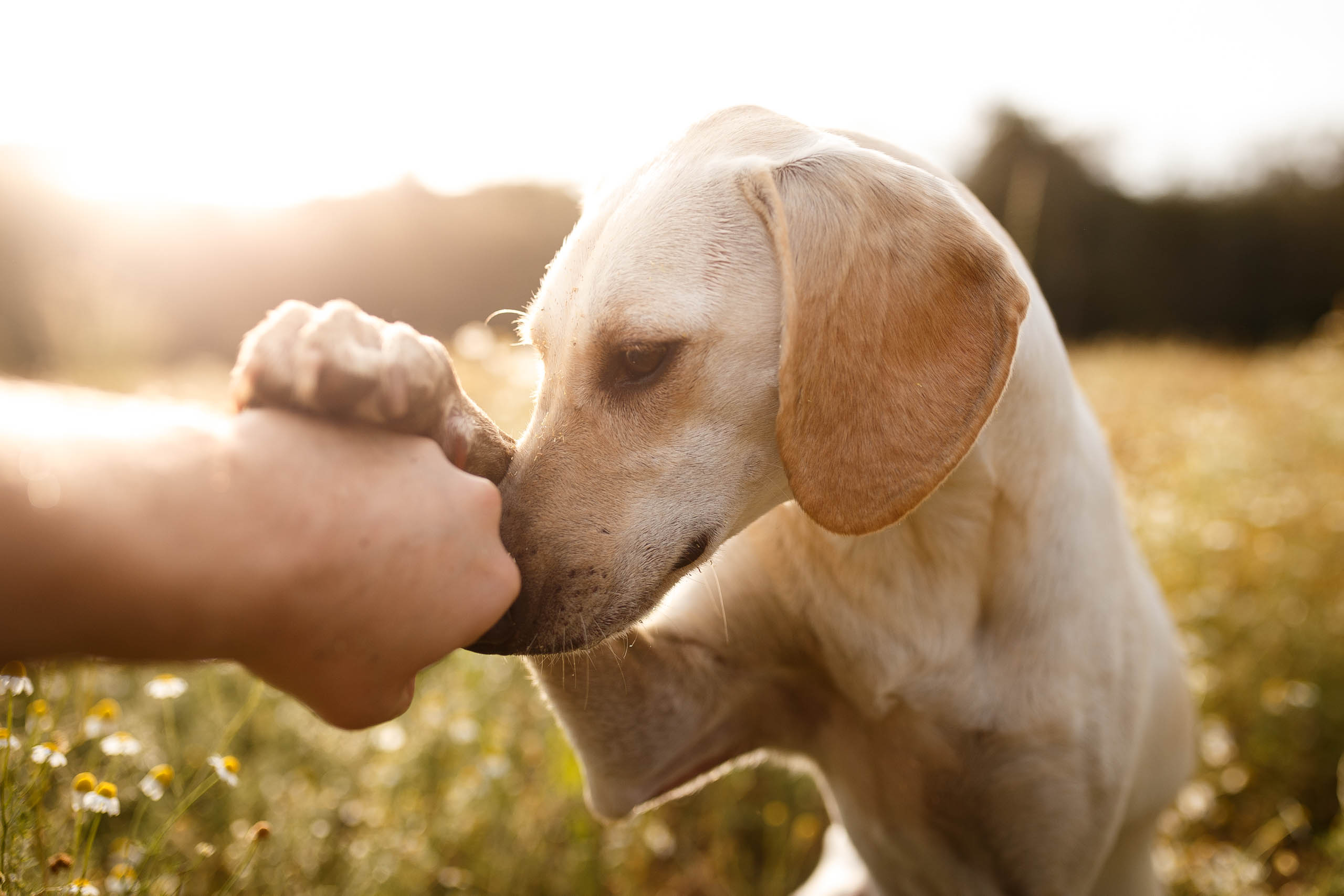 A dog resting its head on a person's hand