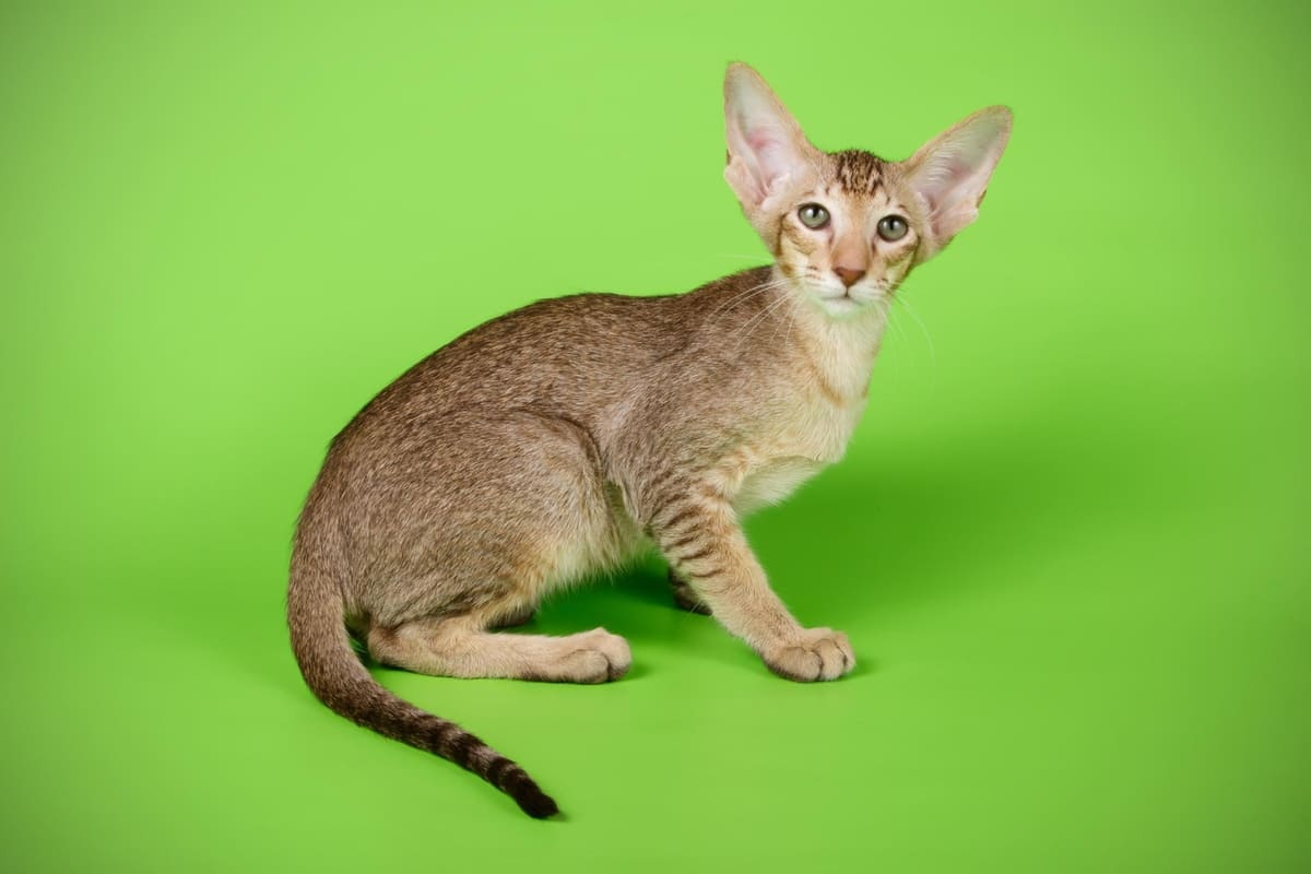 Big-eared cat
