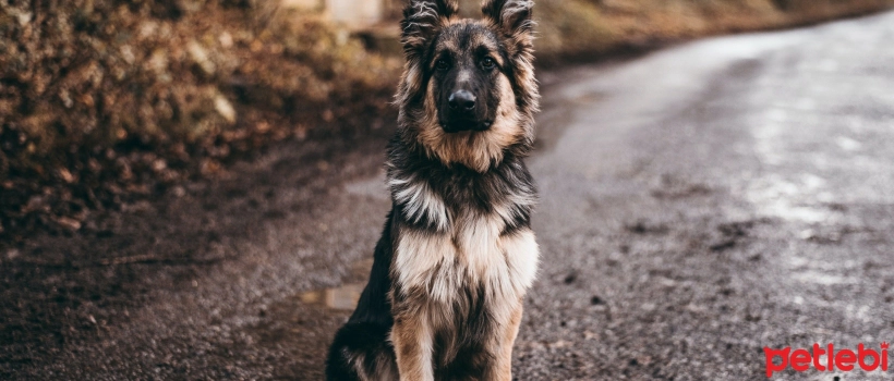 What is Hip Dysplasia in Dogs? What are its Symptoms?
