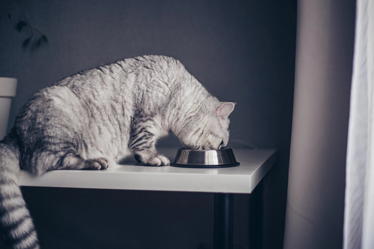 A gray cat eating food on a coffee table