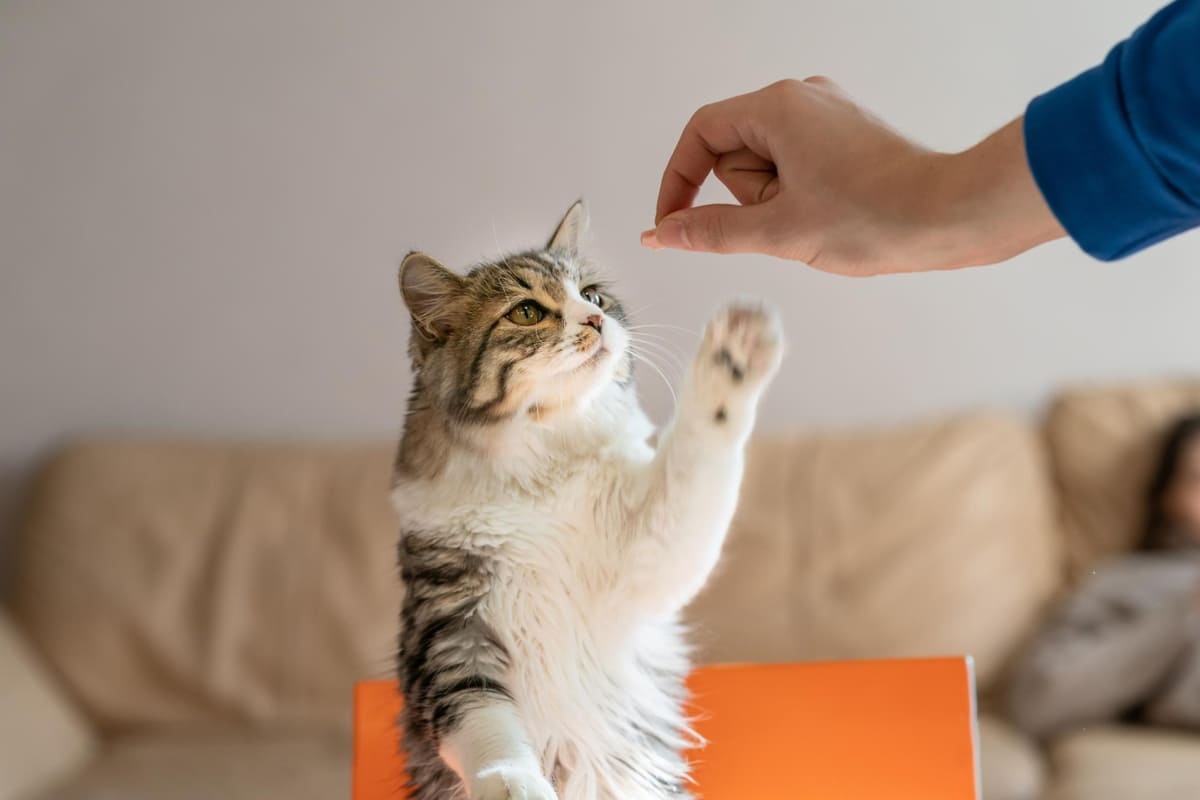 Cat eating treats