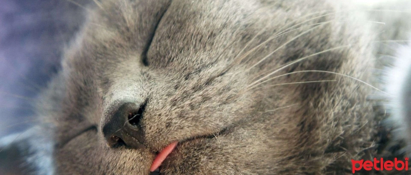 Why Do Cats Sleep with Their Tongues Out?