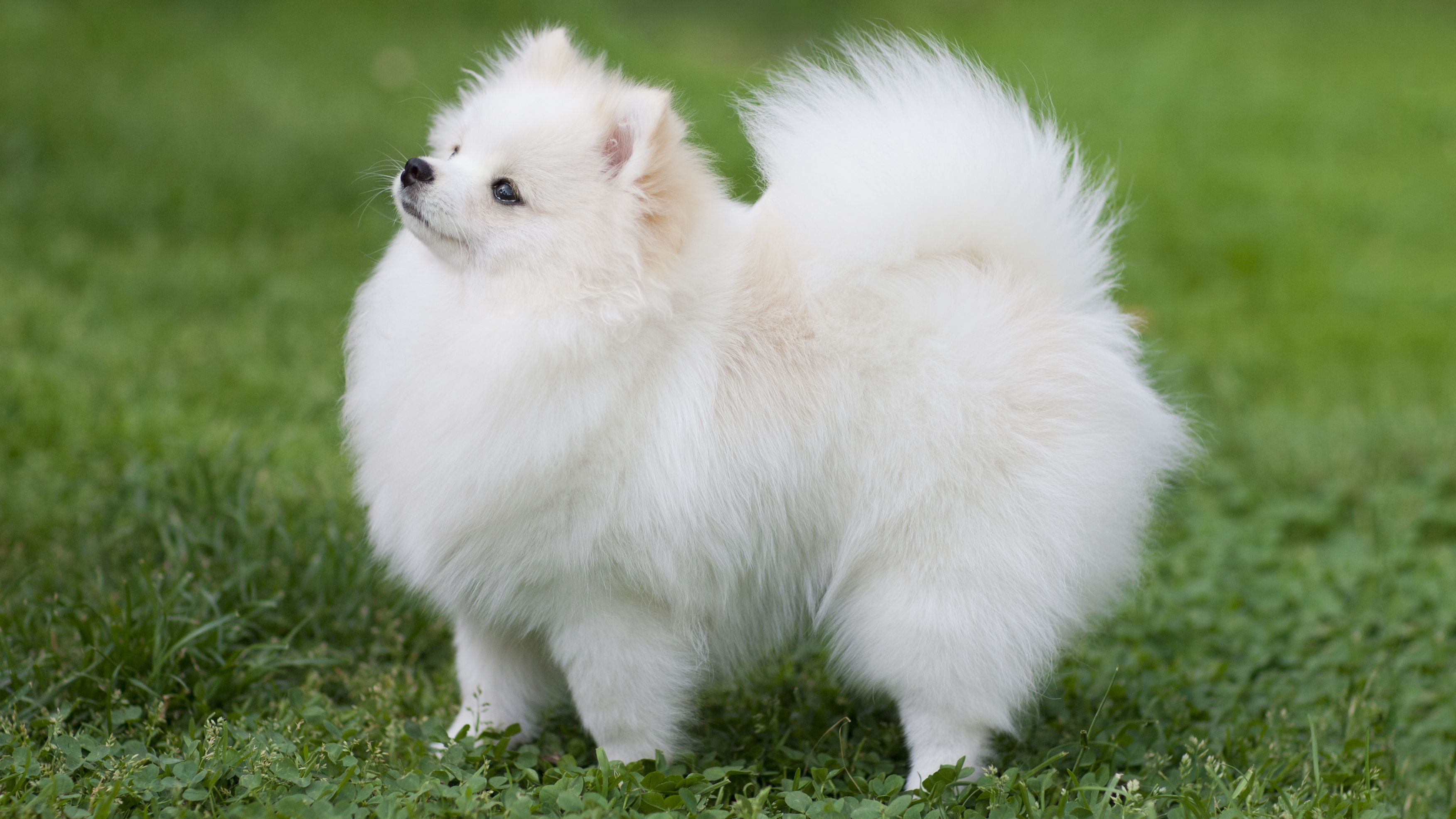 pomeranian