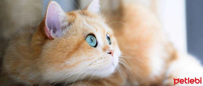 Do Cats Menstruate? Facts and Myths About Cat Menstruation
