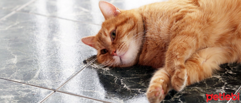 Do cats sweat?