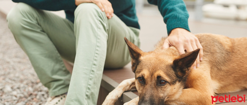 The 10 Most Loyal Dogs That Became Legends for Their Protectiveness