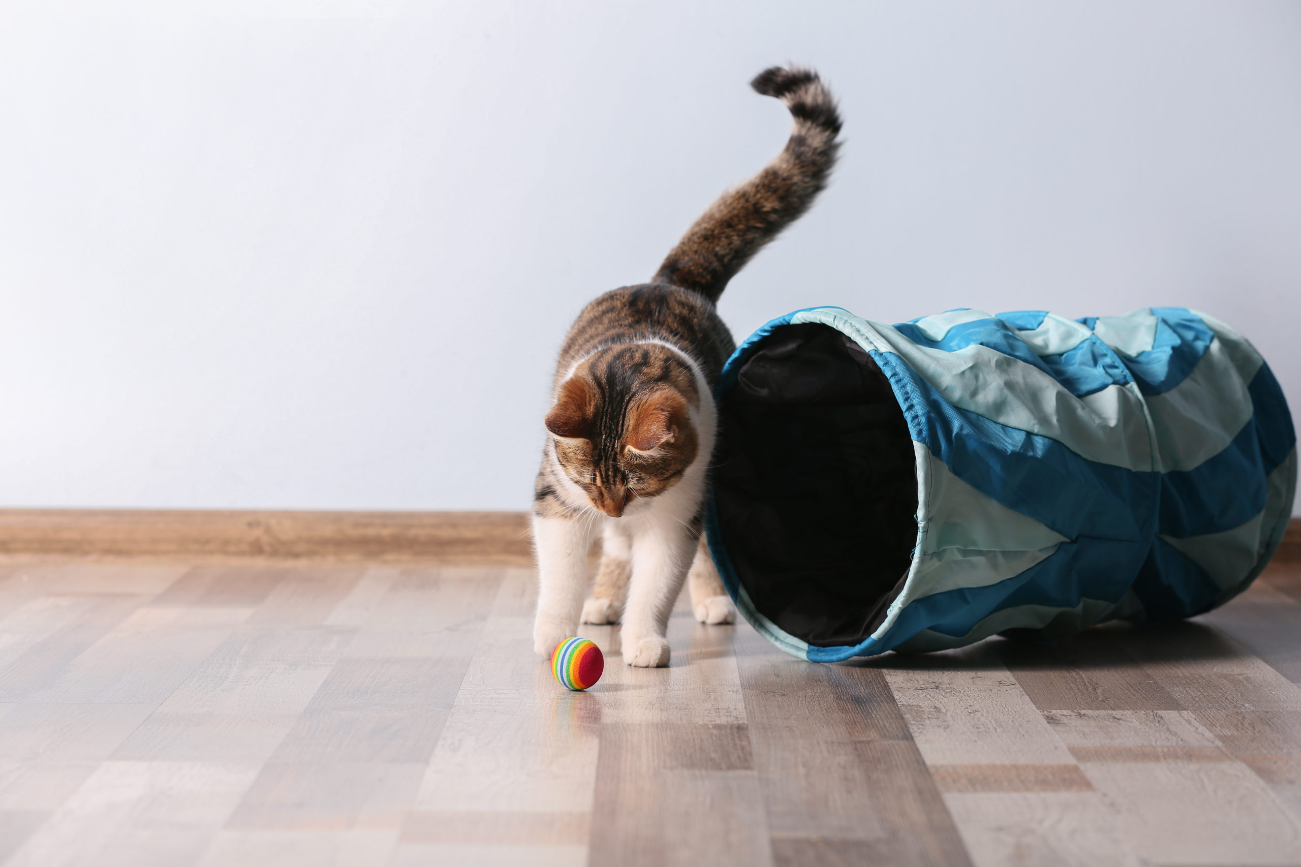 oyun oynayan kedi
