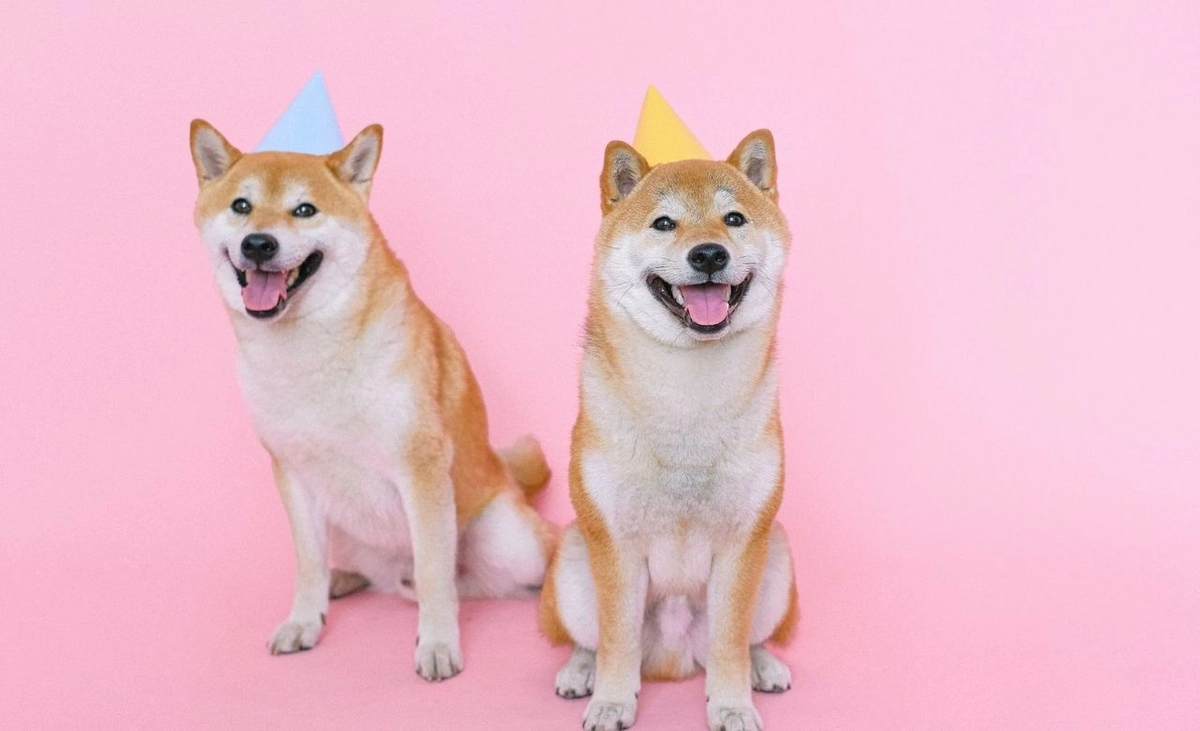 Two Shiba Inus with colorful hats on their heads