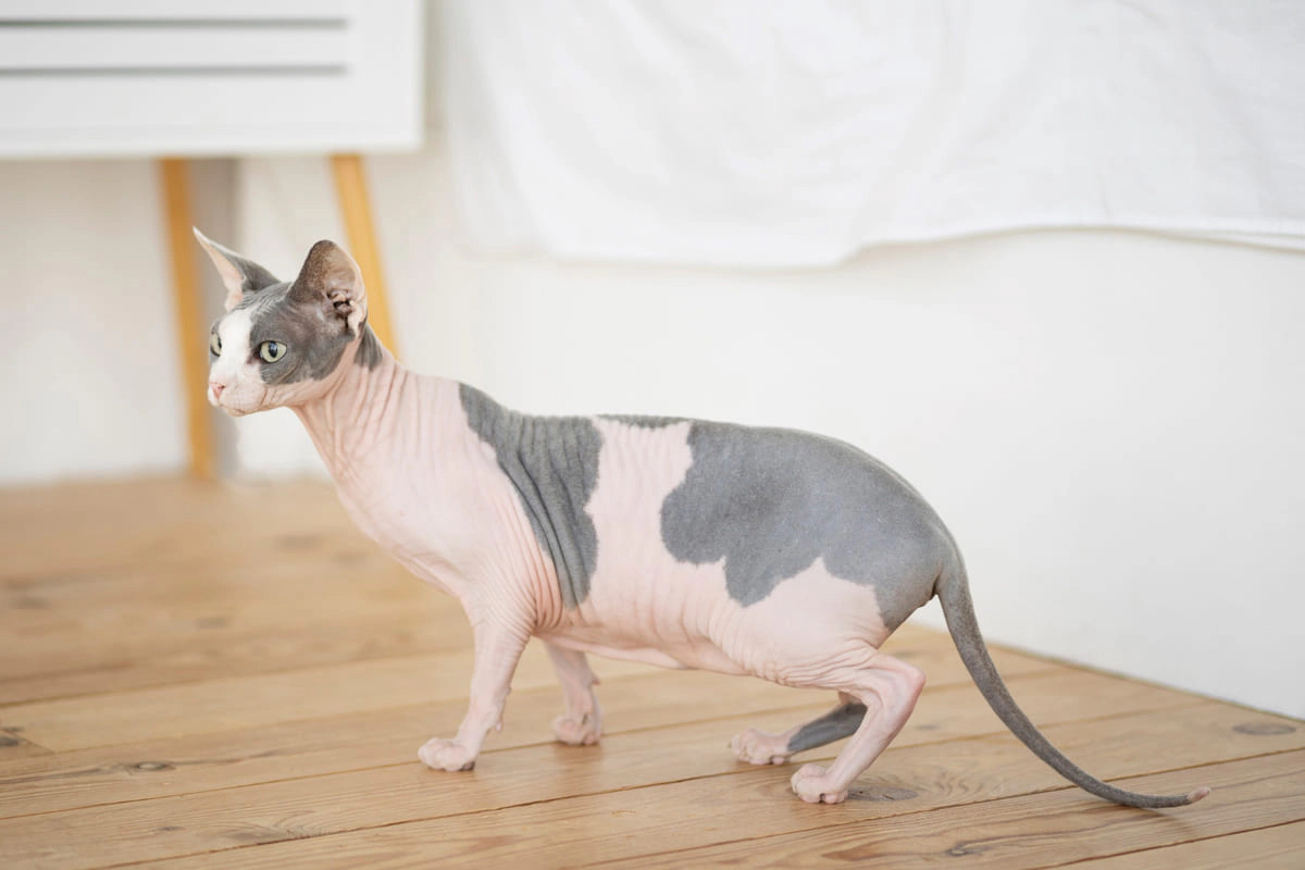 Hairless cat A cat staring intently at a spot on the parquet floor