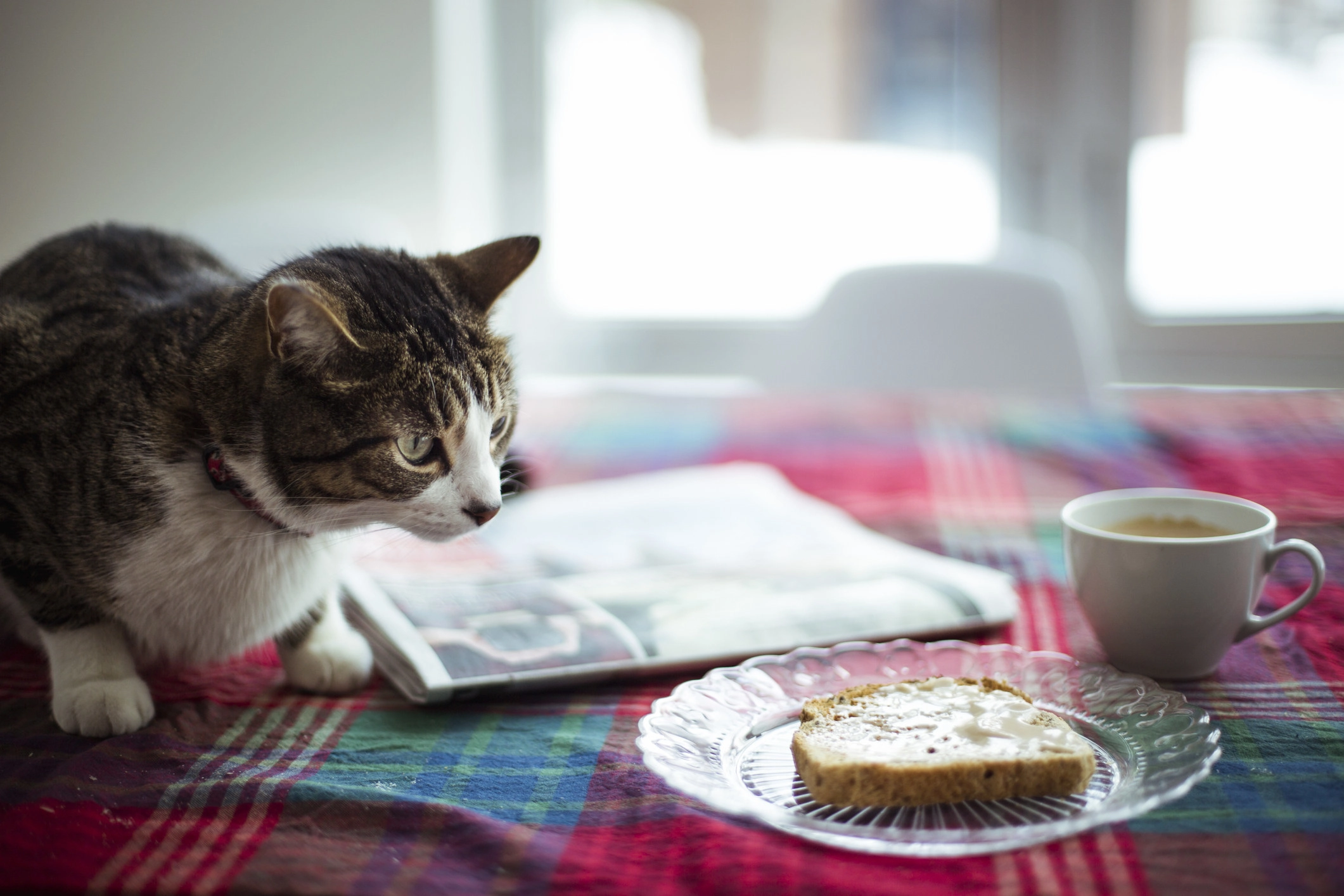 A cat sitting looking at the bread