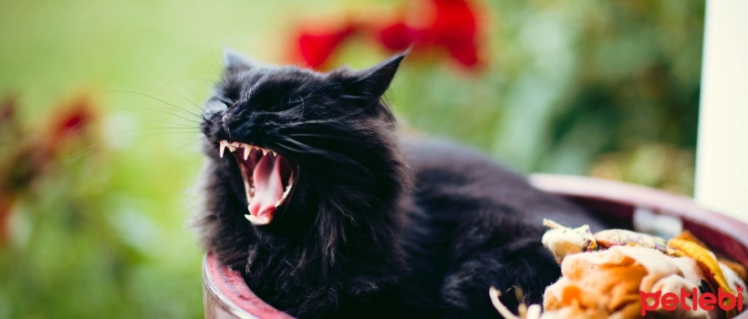 Why Does a Cat's Mouth Smell Bad? Causes, Symptoms and Treatment Methods