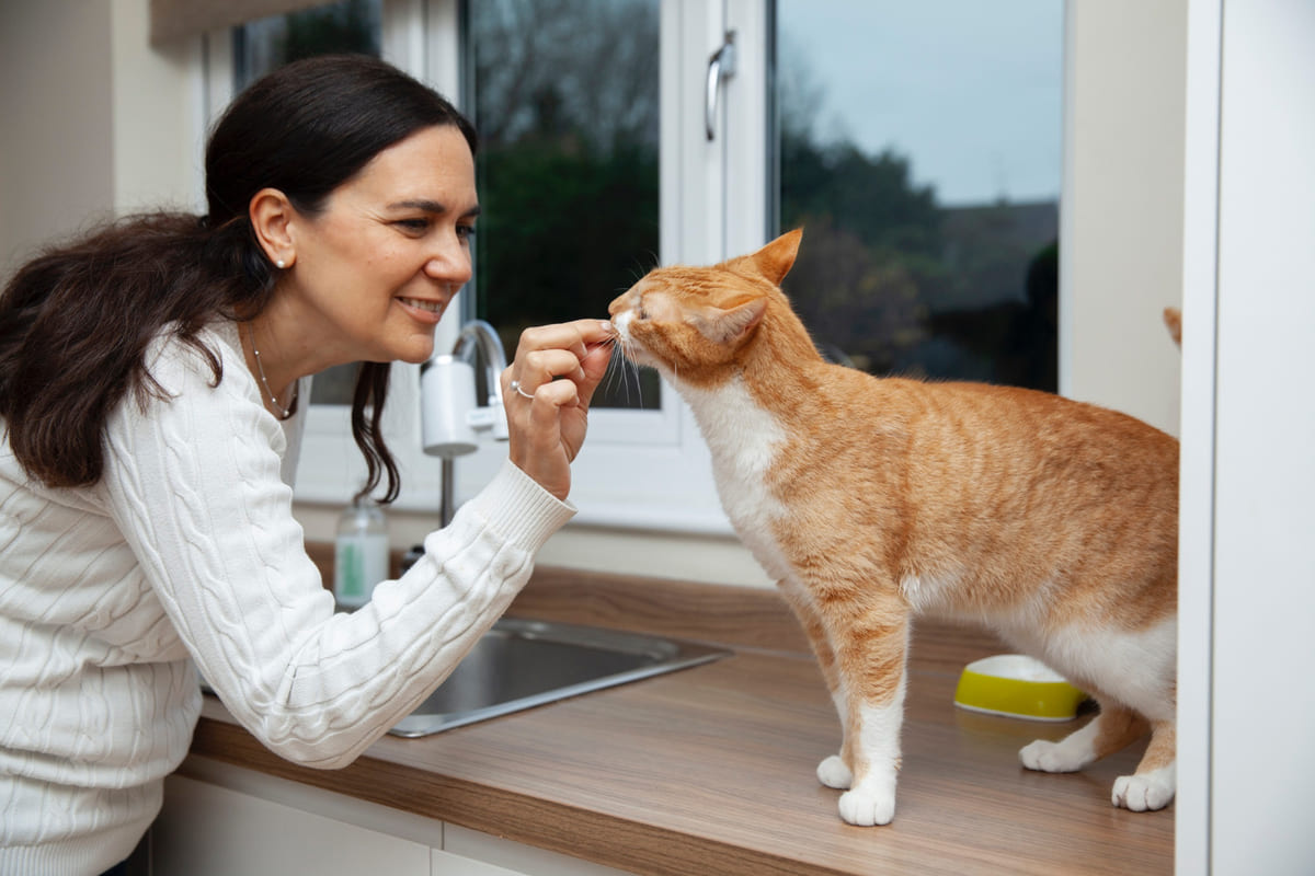 A ginger cat eating food from its owner's hand while standing on the counter