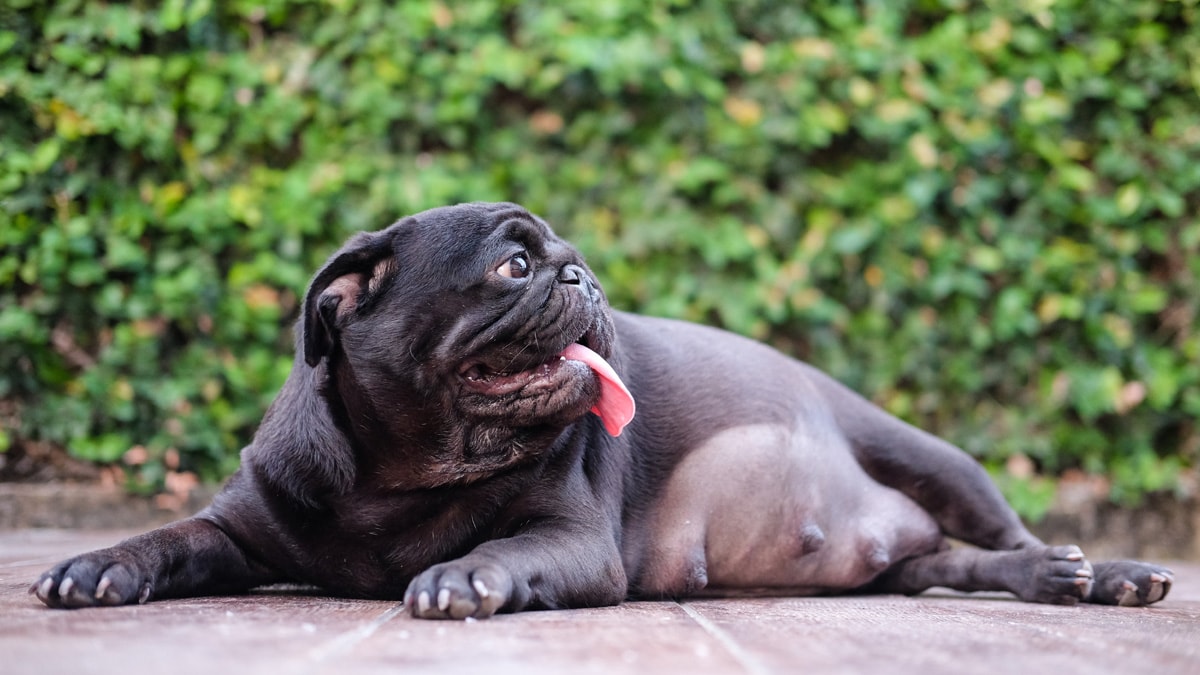Pregnant black dog lying outside with tongue sticking out