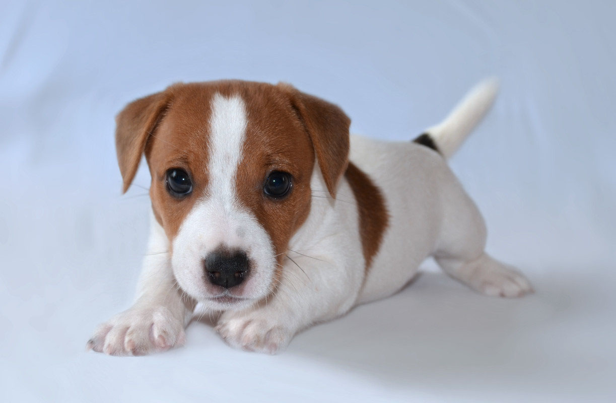 Puppy Jack Russell lying on a white background