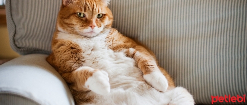 Why Do Cats' Abdominal Swell?