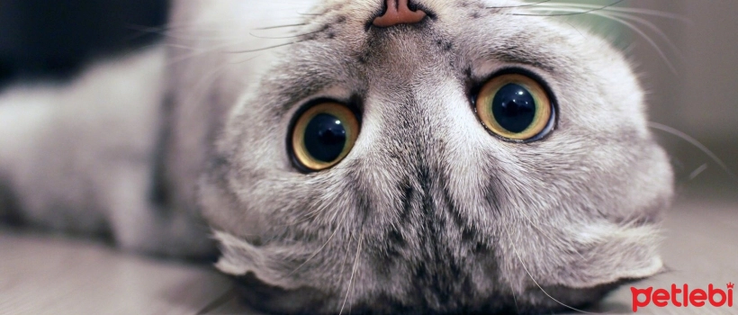 Symptoms and Causes of Taurine Deficiency in Cats