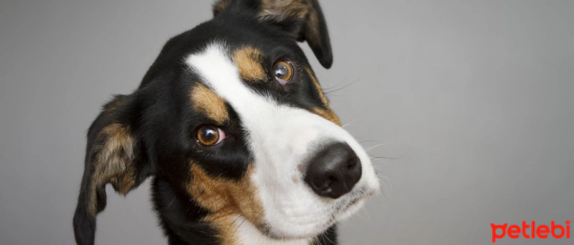 Can Baby Biscuits Be Given to Dogs?