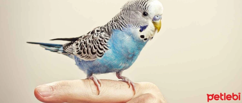 How Should Budgie Nail Care Be?