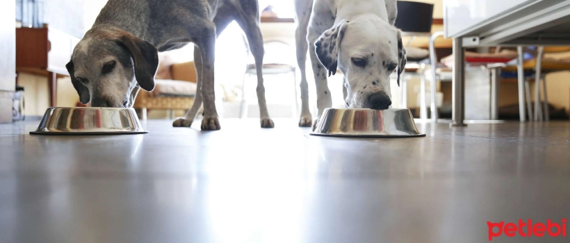 Golden Rules of Dog Feeding