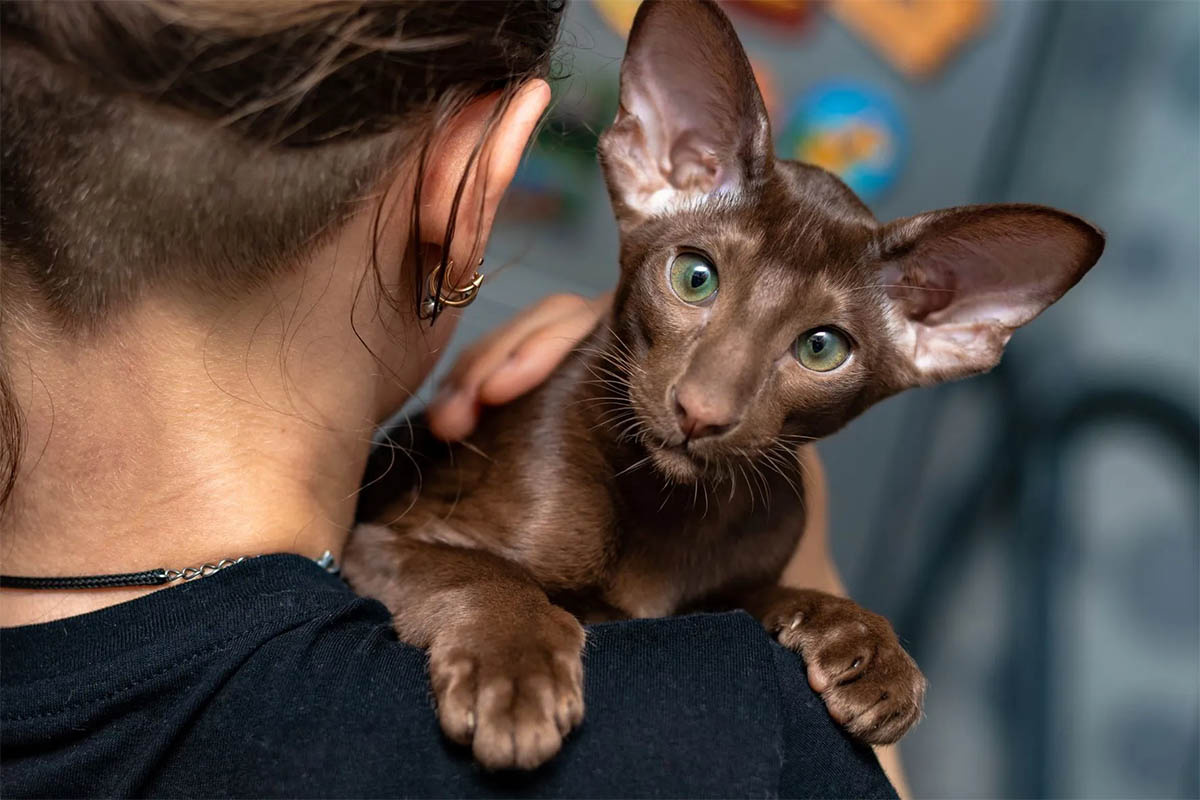 A brown cat with large ears looking over its owner's shoulder, sitting on their lap