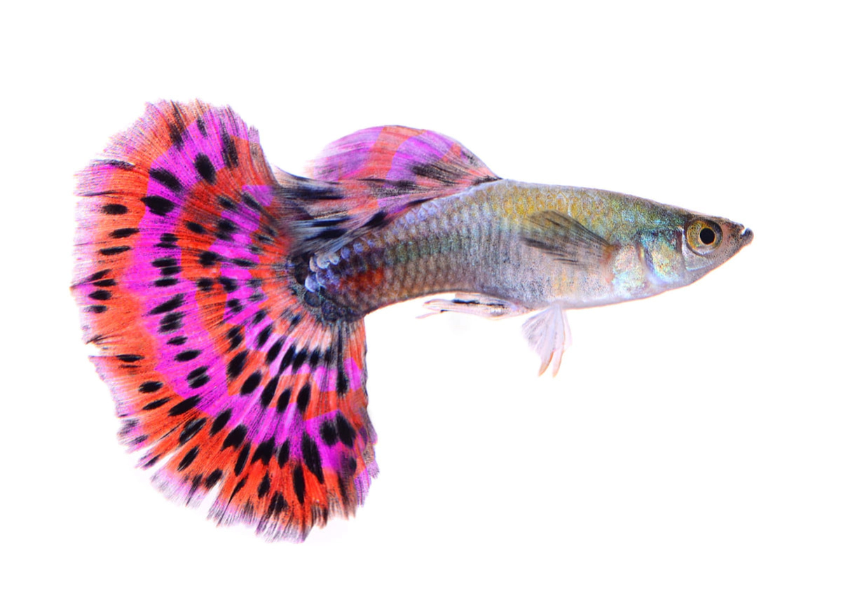 Colorful guppy in front of a white background