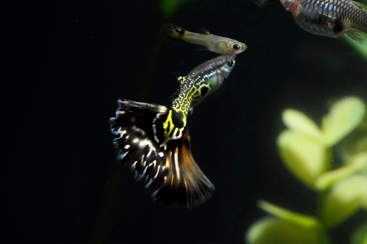 Guppies swimming together