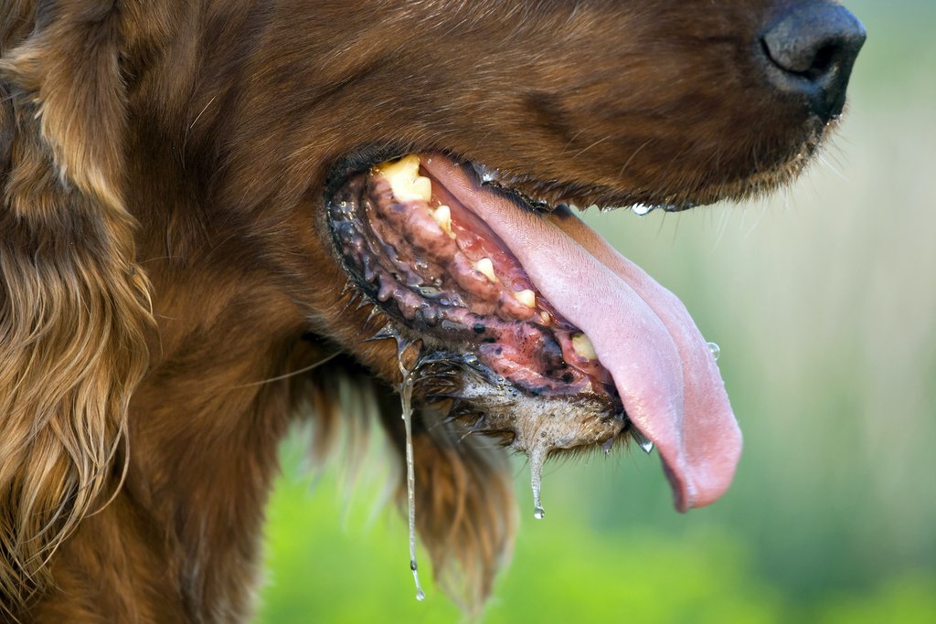 Brown dog with drooling