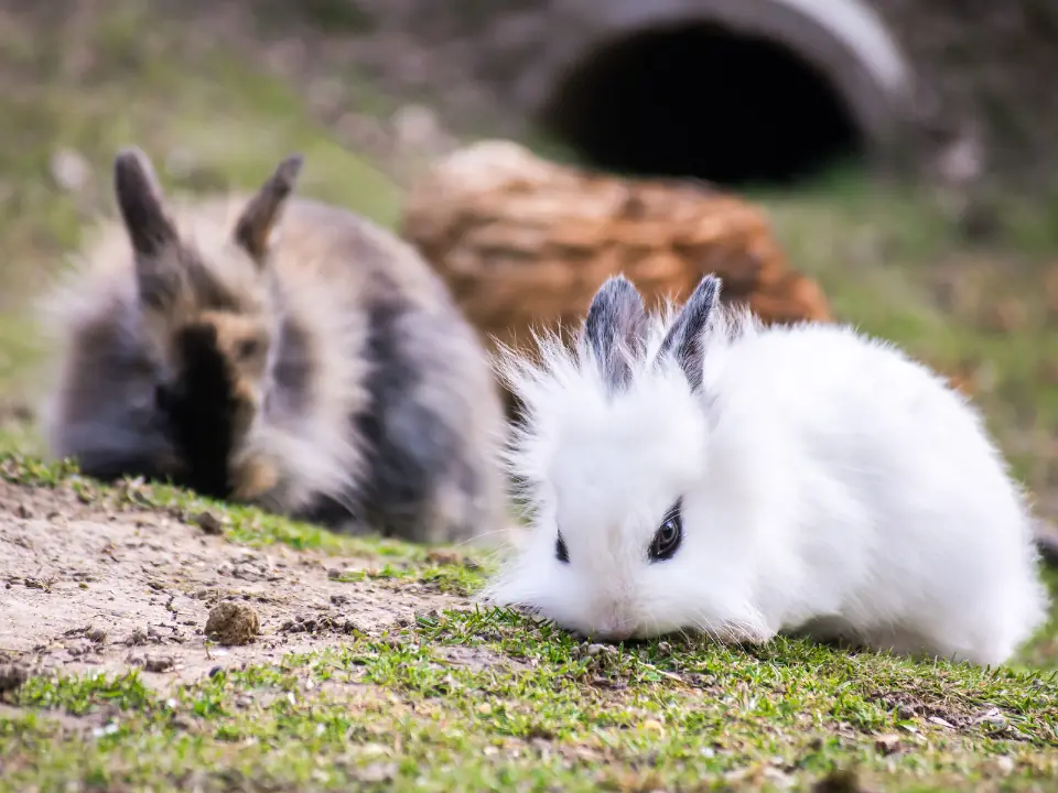 White-furred lionhead rabbit