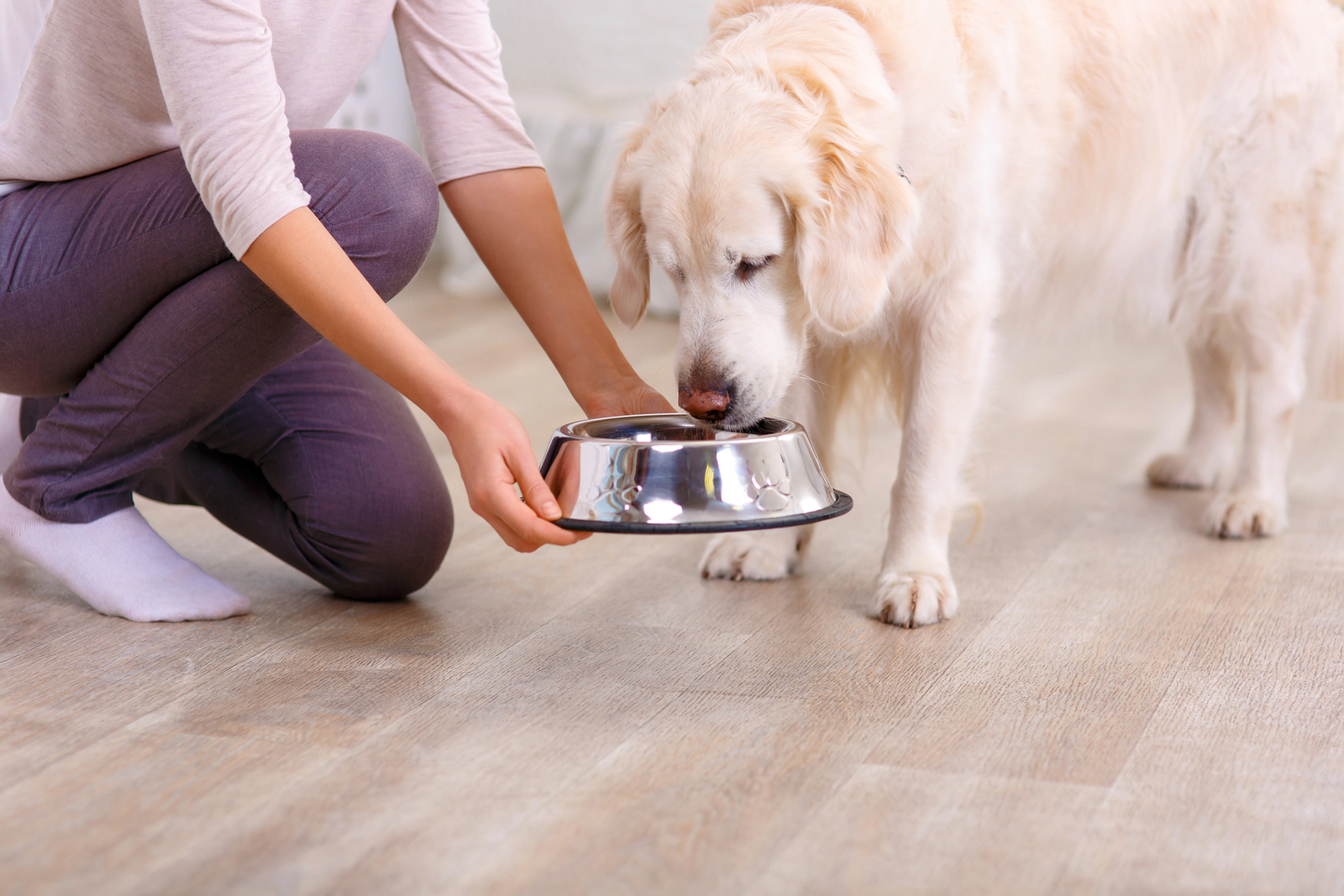 Dog Looking at its food bowl