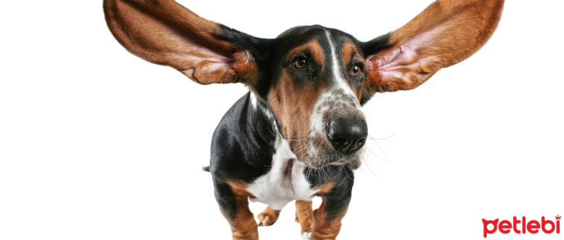 Ear Injuries in Dogs