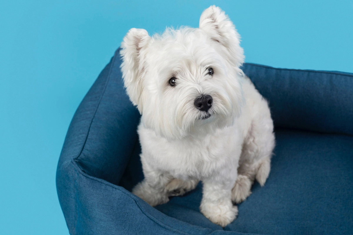 Maltese Terrier