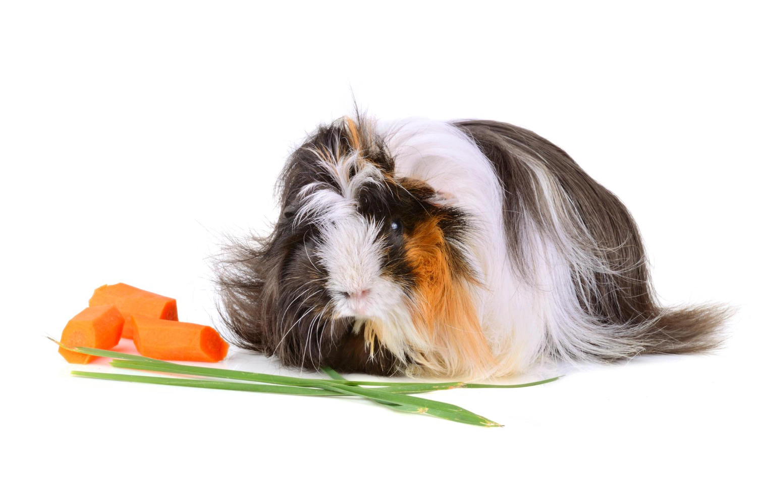 Guinea pig eating a carrot