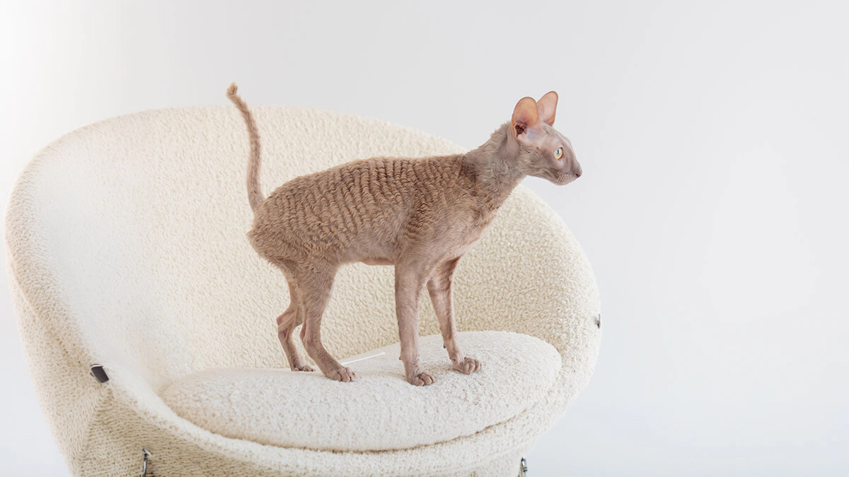 Cornish Rex Cat Characteristics, Care and Temperament