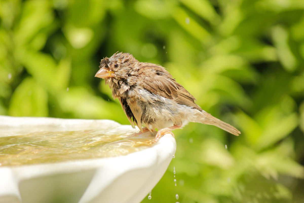 Tiny bird bathing outside