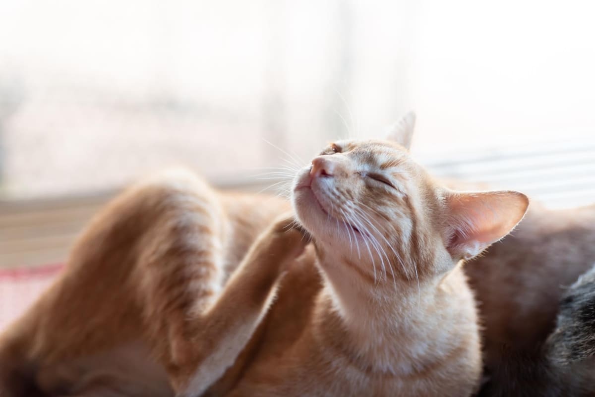 A tabby cat scratching itself