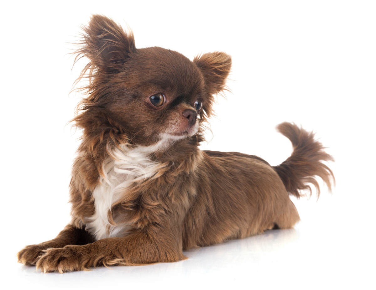 Brown long-haired chihuahua