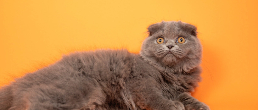 Scottish Fold Cat Characteristics, Care and Feeding