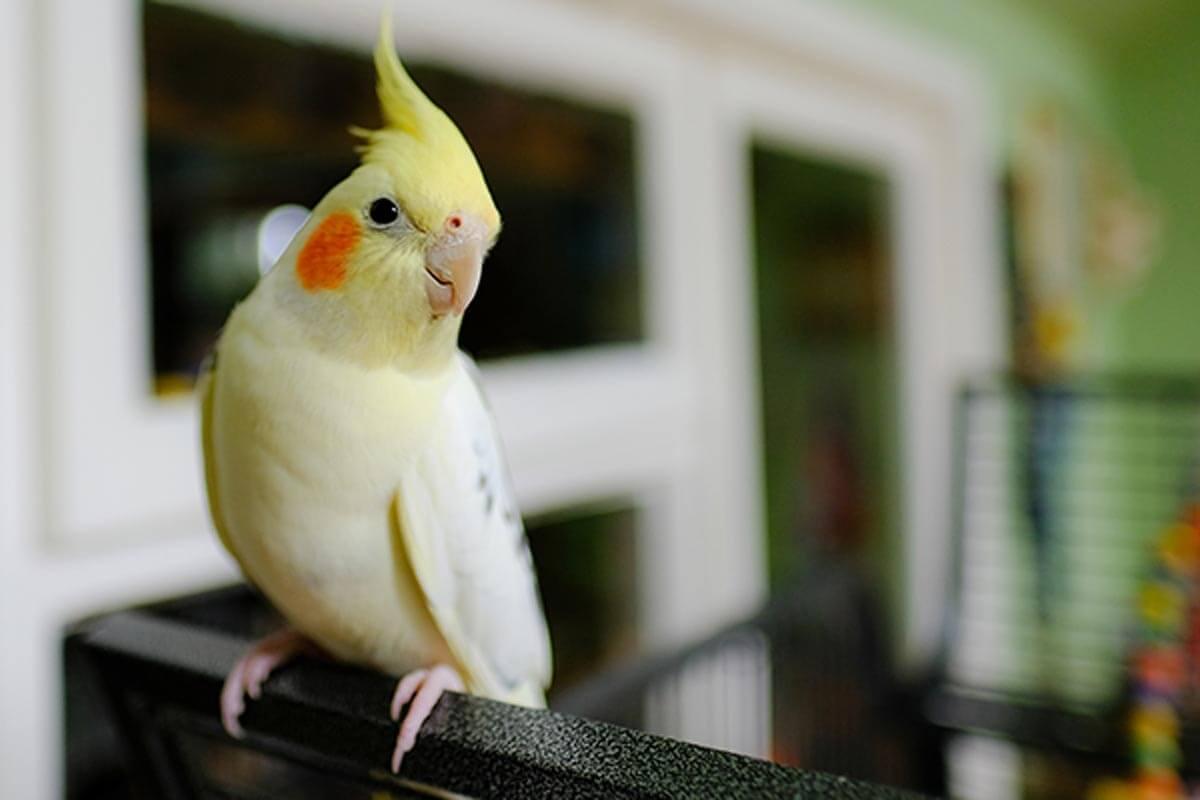 Yellow parrot with feathers on its head standing on end