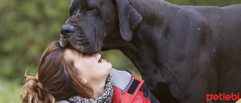 What You Need to Know About Progressive Spinal Diseases in Dogs